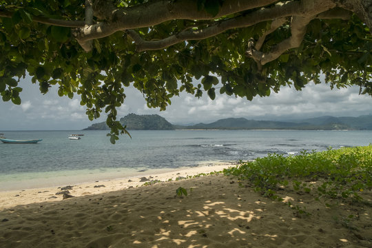 Praia tropical de sao tome vista de baixo de uma arvore