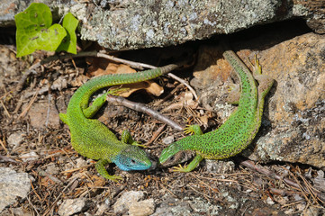 Begegnung des Eidechsenpaares