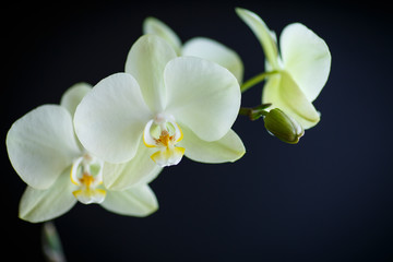 Naklejka na ściany i meble branch beautiful white orchid