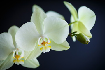 Fototapeta na wymiar branch beautiful white orchid
