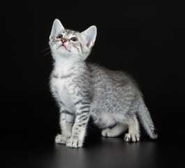 Cute Silver Egyptian Mau Little Kitten (Felis catus). Naturally spotted breed of domesticated cat.