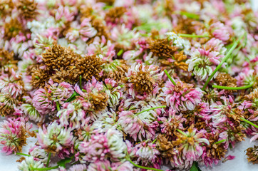 viele blueten rotklee