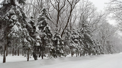 snow on spruces in park - winter in Ukraine