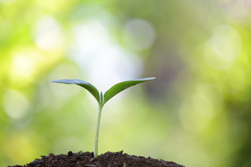 Tree planting