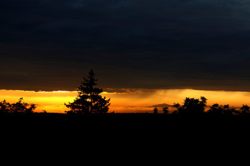 Tree on a background of golden sunset