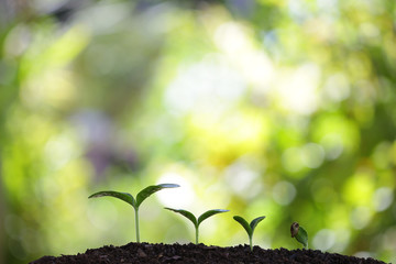 Tree planting