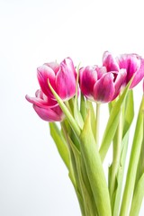 Beautiful two colored tulips close up on white background
