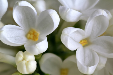 Naklejka na ściany i meble White lilac in close-up 1 - Syringa vulgaris