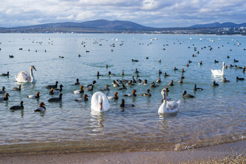 White swans wintering in the harbor town of Gelendzhik on the Black SeaSC