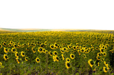 Obraz premium sunflowers field at sunset