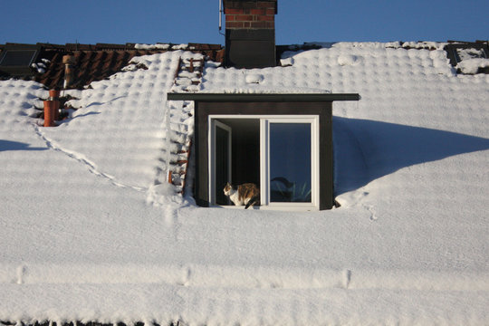 Katze mit Fußspuren im Schnee auf Hausdach
