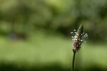 Flower of spike in spring