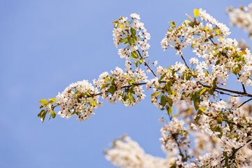 tree with white flowers