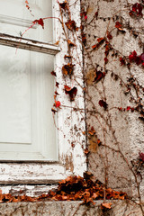 window frame with red ivy leaves