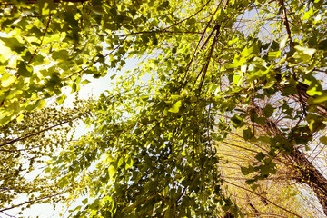 crown tree
