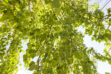 crown tree