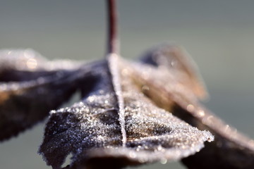 maple tree leaf with frost horizontal
