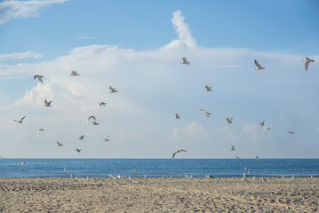 Seagulls on the coast of the Mediterranean