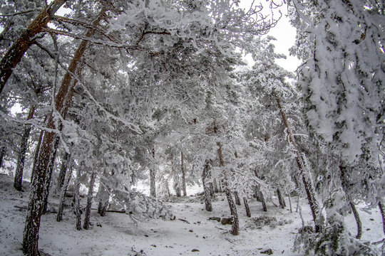 Snowy landscape of Madrid (Navacerrada)