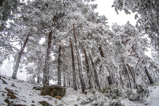 Snowy landscape of Madrid (Navacerrada)