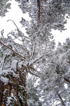 Snowy landscape of Madrid (Navacerrada)