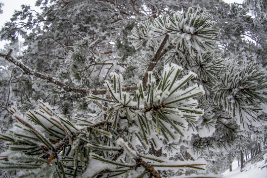 Snowy landscape of Madrid (Navacerrada)