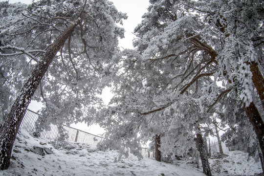 Snowy landscape of Madrid (Navacerrada)