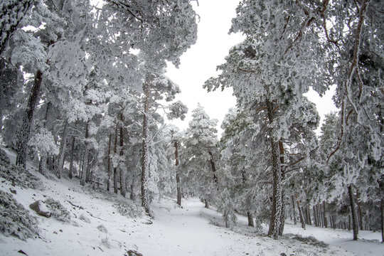 Snowy landscape of Madrid (Navacerrada)