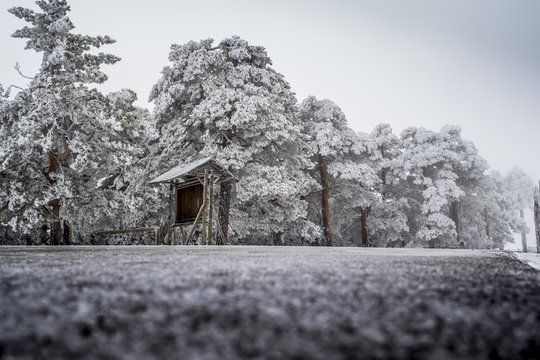 Snowy landscape of Madrid (Navacerrada)