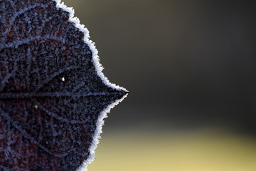Fototapeta premium Ice crystals on edge of leaf