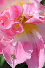 Spinne und Heuschrecke auf rosa Blüte