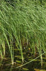 reeds in the lake in summer 