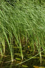 reeds in the lake in summer  © ana