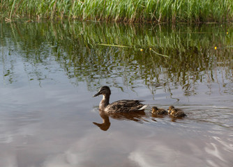 duck and ducklings swimming in the lake