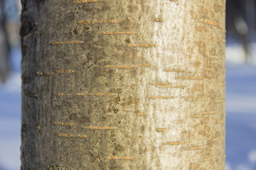 Smooth trunk of aspen