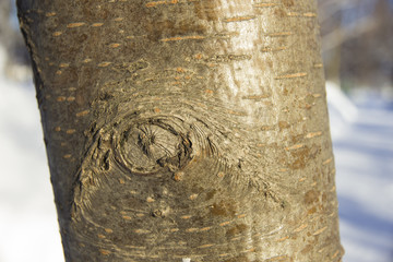 Striped bark on trunk of aspen