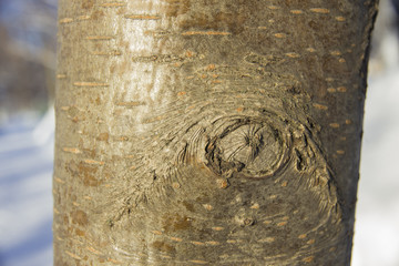 Striped bark on trunk of aspen