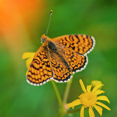 butterfly