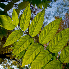 branch with green leaves