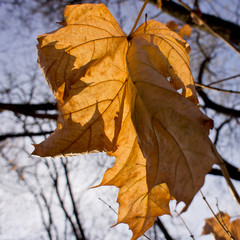 dry autumn maple leaves