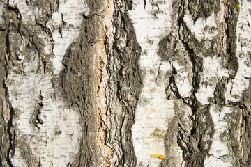 Birch bark close in sunlight