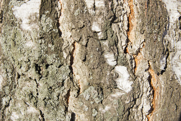 Bark of birch in cracks and unevenness close-up