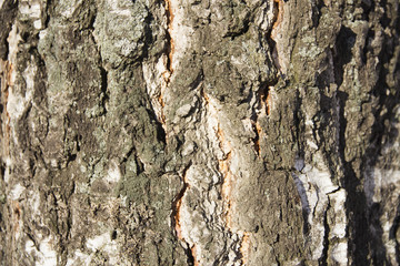 Deep cracks in bark of birch macro