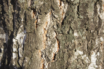 White birch bark brown close-up