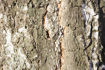 Texture of birch bark in close irregularities