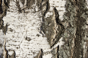 Birch bark close up