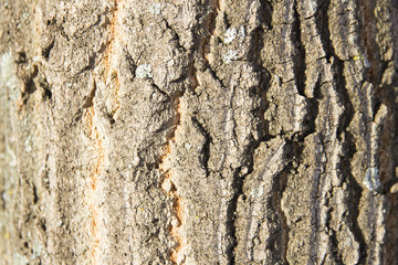 Brown bark of tree in bumps and cracks