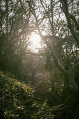 Fototapeta premium Sunrays in the jungle