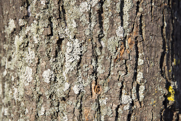 Texture closeup of tree bark