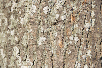 Relief tree bark close-up